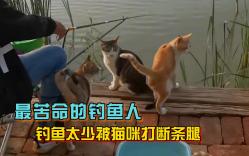 最悲催的钓鱼人，竟被流浪猫给“绑架”了，只因给了碎嘴猫一条鱼