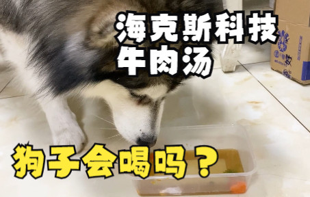 狗狗会喝海克斯科技制造的牛肉汤吗，结果意想不到？