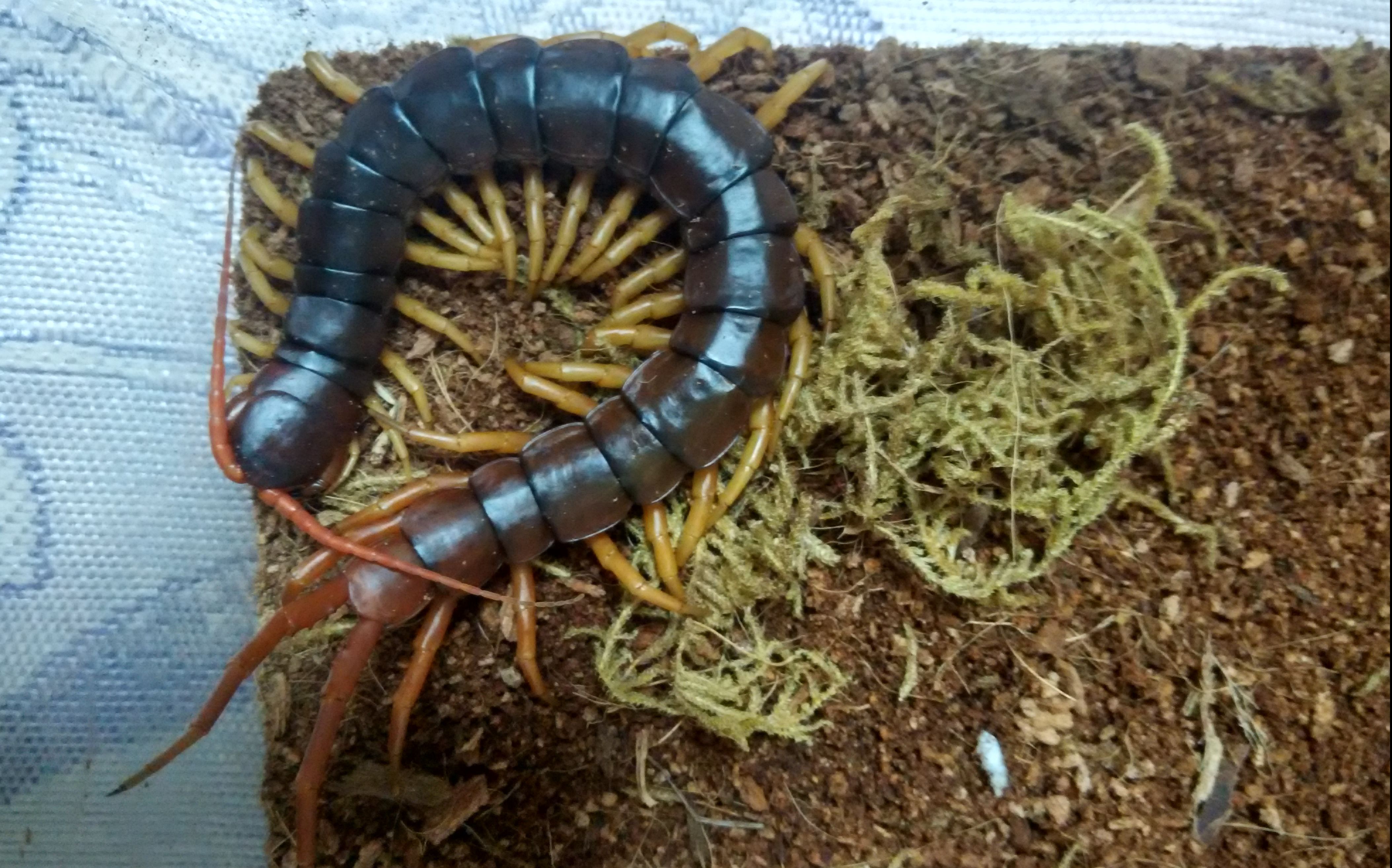 蜈蚣喂食