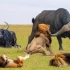 花豹捕食水牛，体型相差巨大，能否成功猎杀！