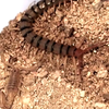 【转载】沙漠虎蜈蚣（Scolopendra polymorpha）展示教科书般的捕蝎技巧