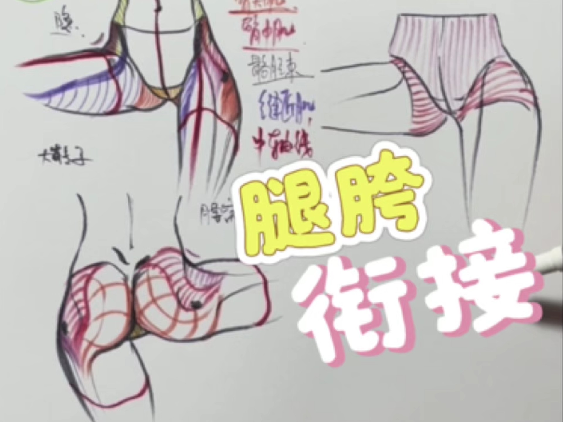 一口气讲完腿胯咋连接