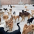 200多只流浪狗的基地寸步难行，你愿意看看这些狗狗的视频吗？