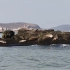 4.13在烟台长岛出海看到了西太平洋斑海豹（国家一级保护动物）！