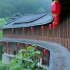 因为我想看看茶园，于是和她来到了三江的布央茶园
