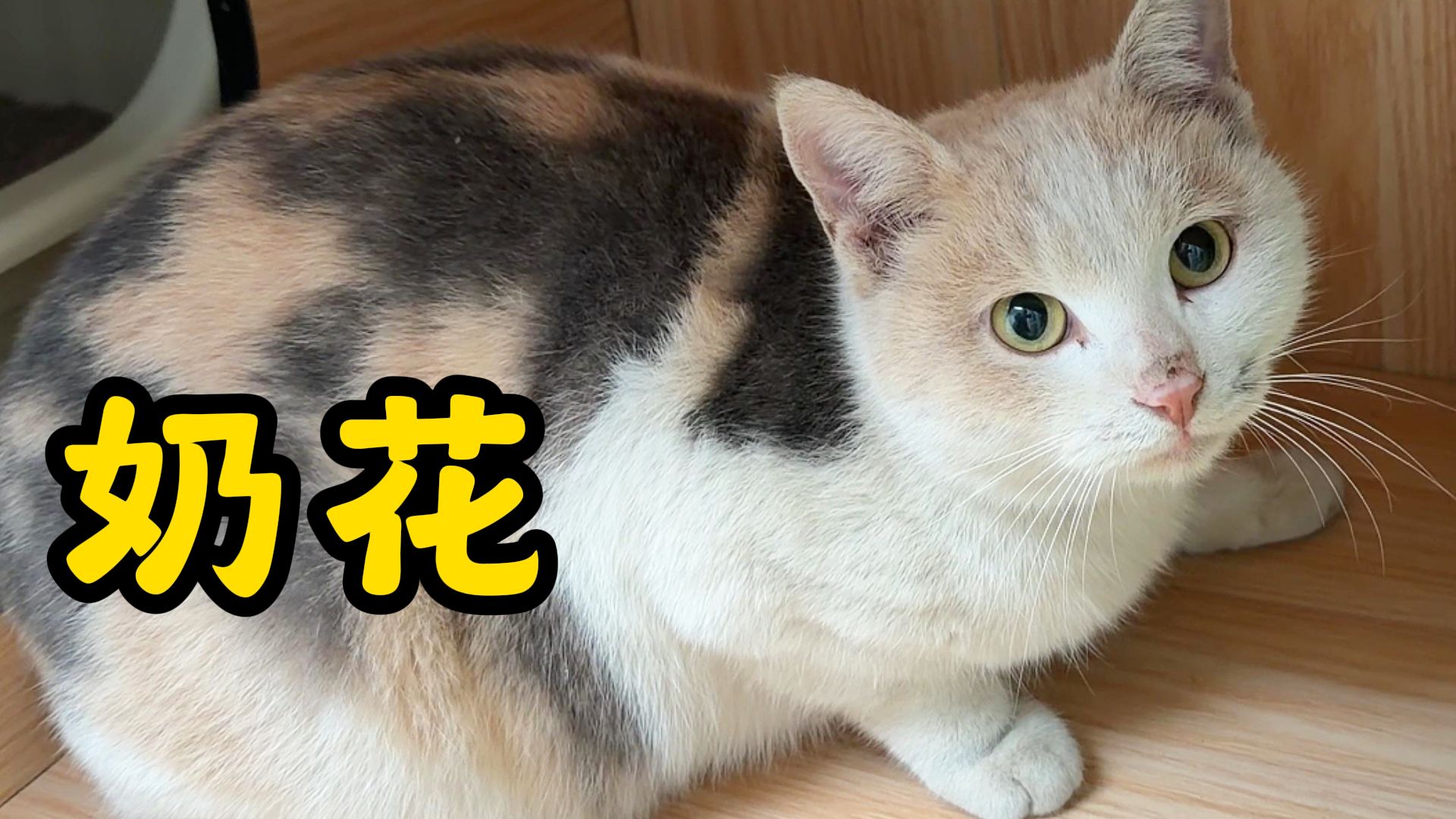 什么运气啊！让我捡个稀有色三花猫