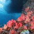 随博主潜入印尼四王群岛深海，上千种海洋生物与你同游【4k大片】
