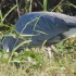 美国野生动物摄影师拍下惊奇一幕：一只蓝鹭生吞鳄鱼