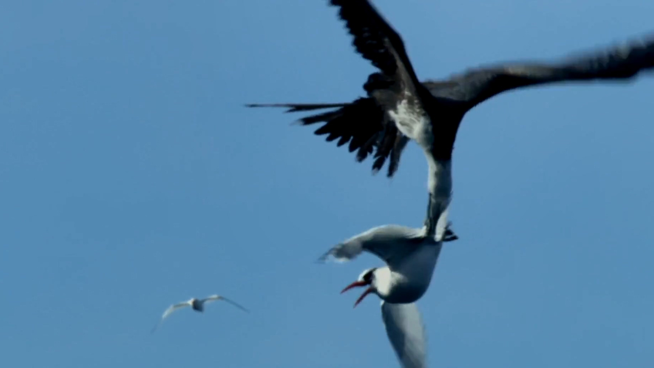军舰鸟体健身强为何要以抢夺为生？不劳而获又胜之不武！