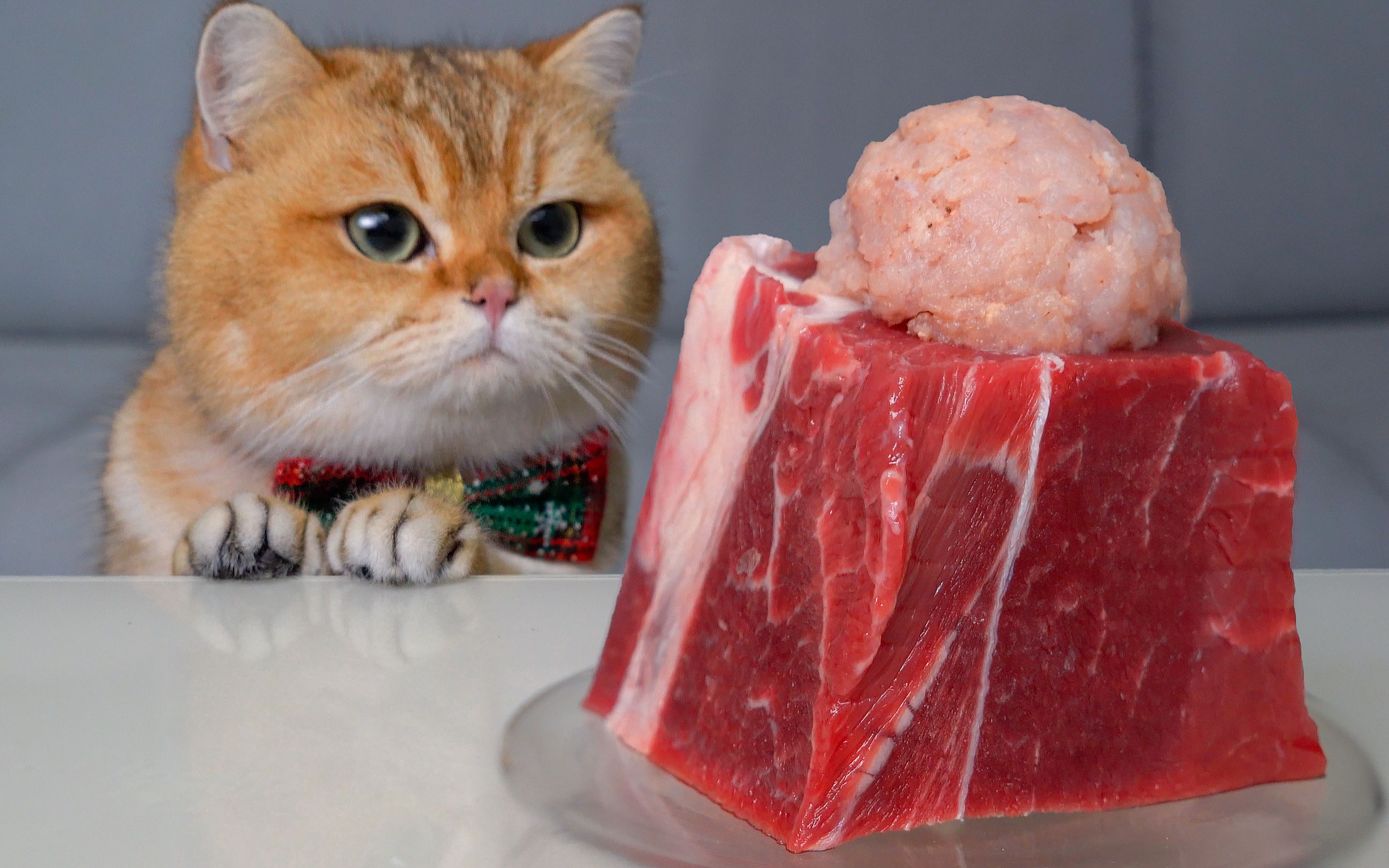 猫咪吃火山兔肉泥，大口嚼牛肉，超有食欲！