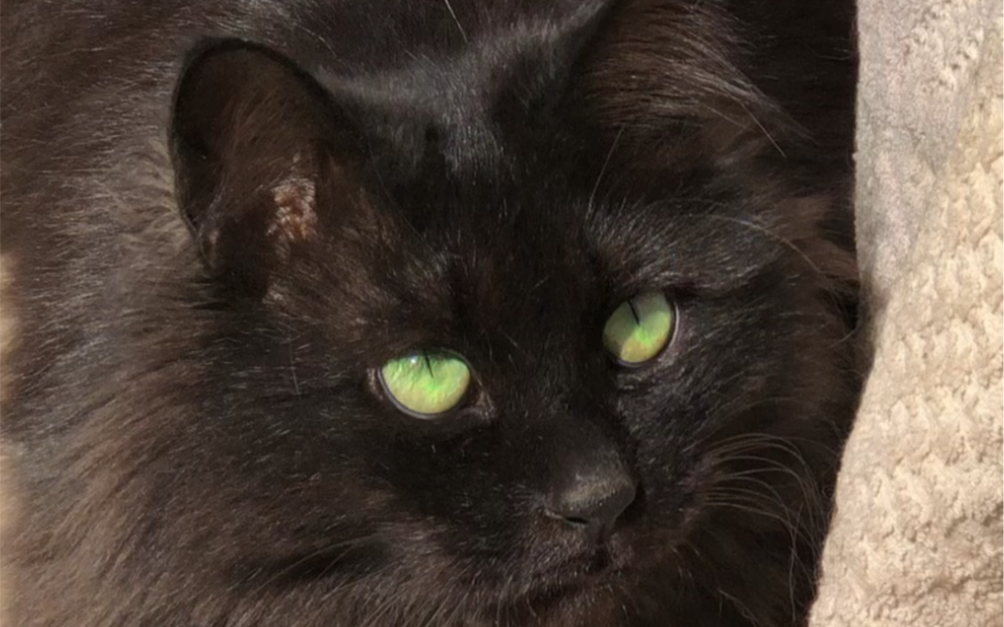 听说你喜欢我？绿眼睛长毛黑猫