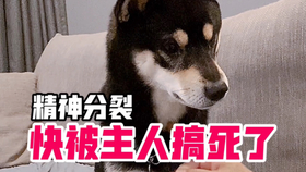 14c548fea1f4596ebc9b16cd0c00ecf580051b5c.jpg@280w_158h_1c_100q.jpg