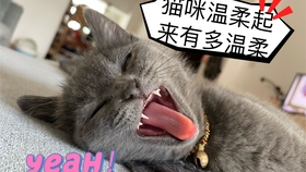 嘬嘬 14cc36b63d488b5dac70a99d416a92f798150423.jpg@280w_158h_1c_100q.jpg