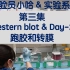 实验员小哈&实验系列 - 第三集 - western blot - Day2 - 跑胶和转膜