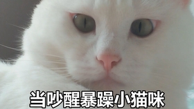 14d407a62b8948dd30b86f6abd21d2a0724810e6.jpg@280w_158h_1c_100q.jpg