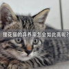 狸花猫的弃养率怎会如此高呢