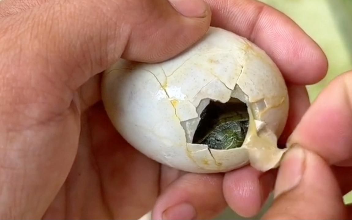 乌龟蛋孵化成功