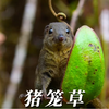 猪笼草，一个愿吃，一个愿拉
