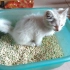 【捡猫日记】第2天：异瞳小猫第一次上厕所，还会用猫砂