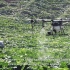 大疆MG-1S农业植保无人机宣传测试～国产牛逼货