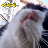 喵师傅今天“出门会友”，小猫咪：谁家小猫还没有三五个朋友呀