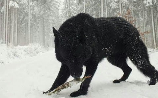 镜头记录下两只巨大的黑狼！