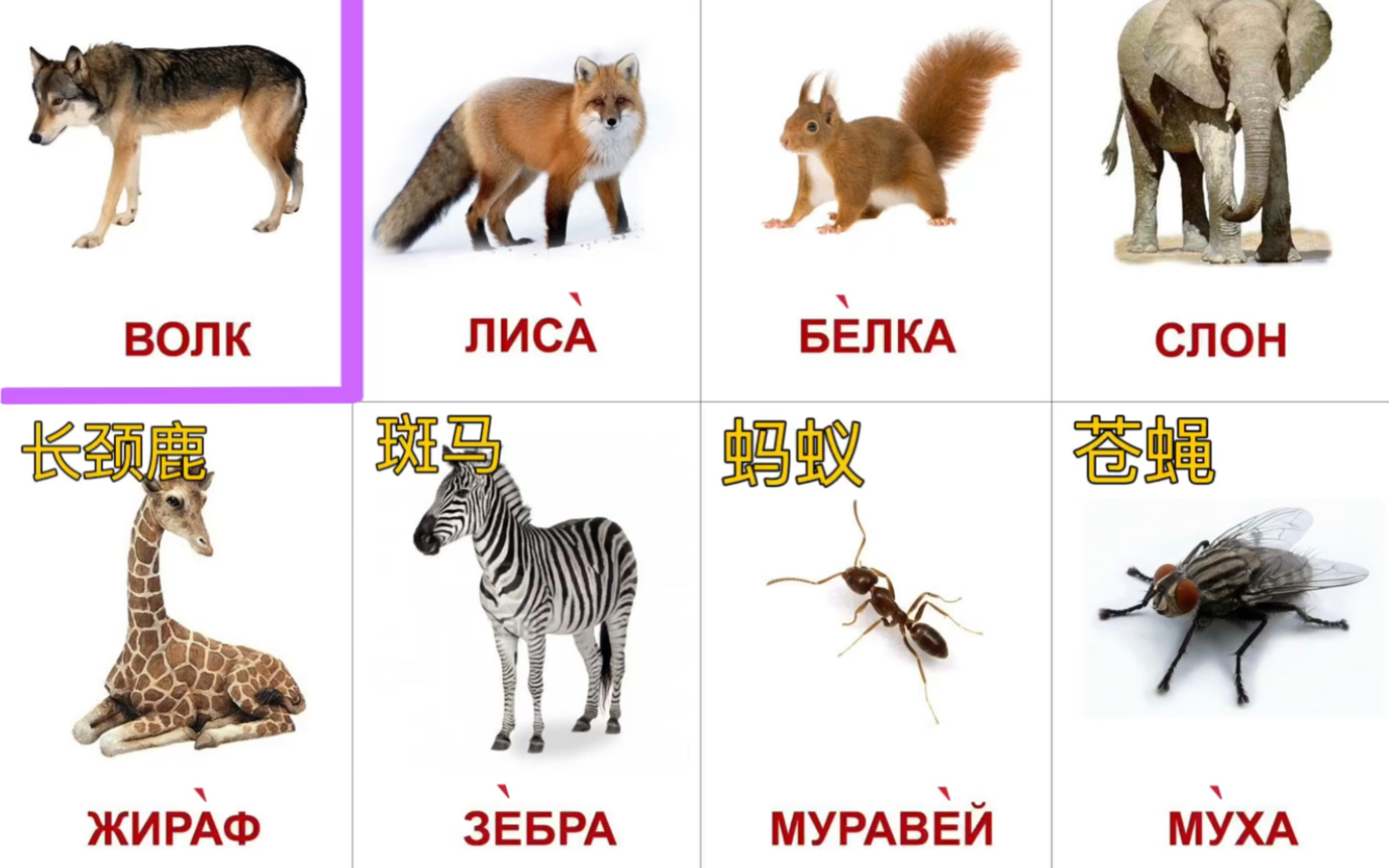 俄语常用动物名称