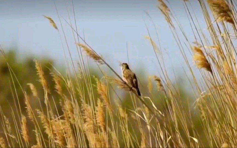 初冬风吹芦苇荡，芦苇不语，风却懂