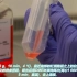 【实验视频】小鼠脑微血管内皮细胞原代分离培养