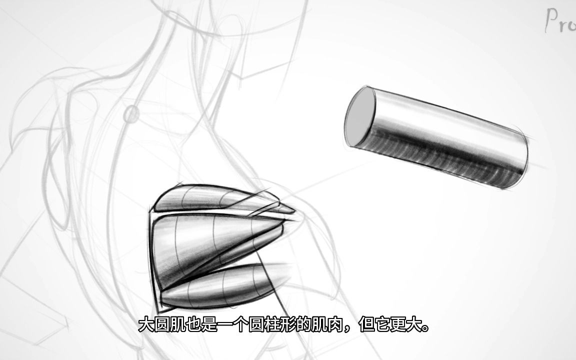 【艺用人体解剖】Proko（全集中字）3-4.3:肩部肌肉-形体