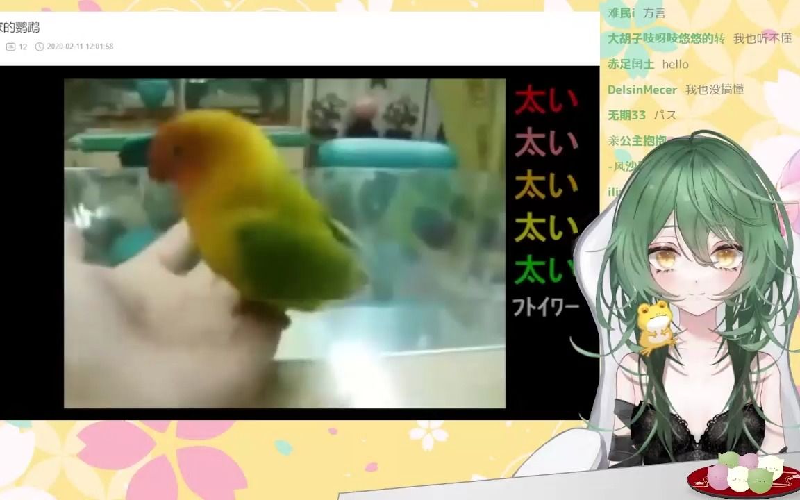 日本妹妹看《课长家的鹦鹉》：谁教它这么叫的