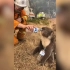 拯救澳大利亚火灾中幸存的野生动物 - USA TODAY
