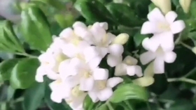 156c3dfb936bdab80e6d34d7e492bb96d5dc1e1c.jpg@280w_158h_1c_100q.jpg