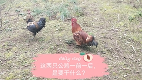 什么时候养鸡是好日子 15798008d291d8d2260cea0e76b6c0b33c19e6af.jpg@280w_158h_1c_100q.jpg