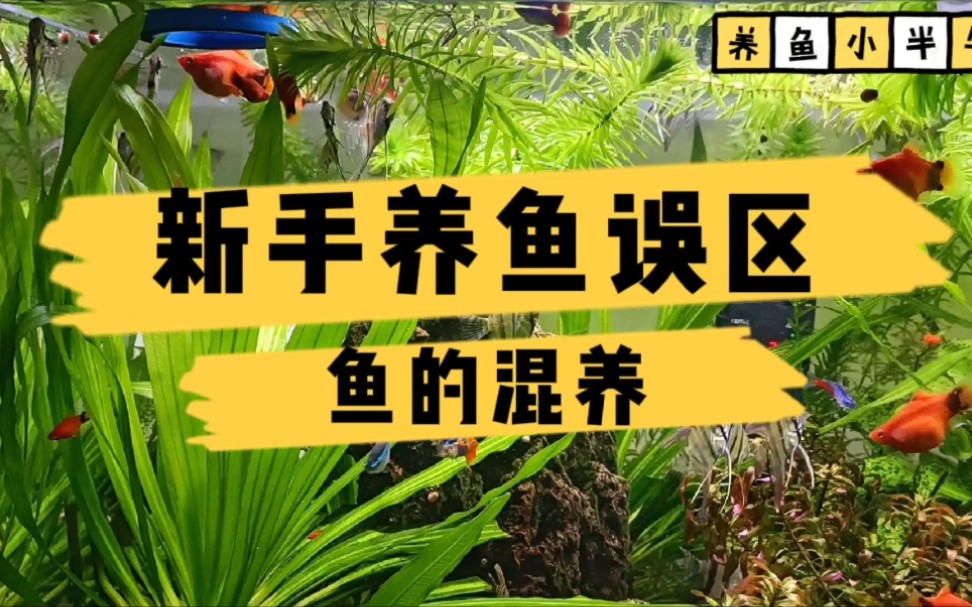 新手养鱼误区：鱼的混养