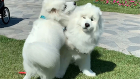 什么样的猪有骚味 158ce12c5d9eefc19b68c5f6fd50d3833d8c06e0.jpg@280w_158h_1c_100q.jpg