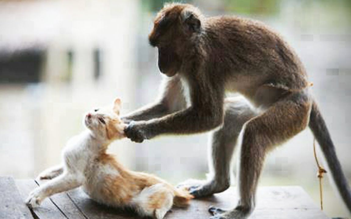 猴子vs猫的视频集锦_动物圈_生活_bilibili_哔哩哔哩