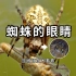 【开智宝科普43】蜘蛛是昆虫吗？（蜘蛛眼睛放大100倍）