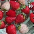 在广东从零开始种草莓全攻略 其一