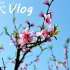 【春天vlog剪辑】风景真的很美喔！春暖花开，万物复苏 ，此时的心情像花儿一样灿烂！