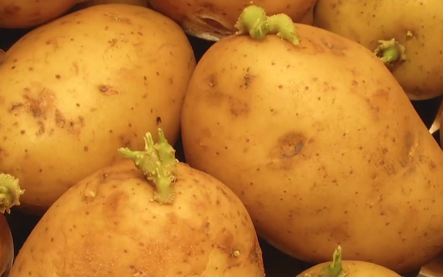 土豆变“金豆”！青岛40万亩土豆喜迎丰收季-青报网-青岛日报官网