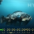 CG动画短片《杂种》，机械污染下海洋生物们的残酷生境！