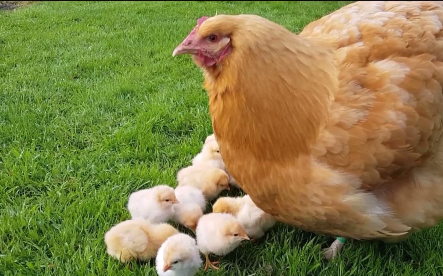 【奥平顿鸡】小鸡在肥鸡母亲的呵护下茁壮成长