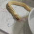 白化束带蛇