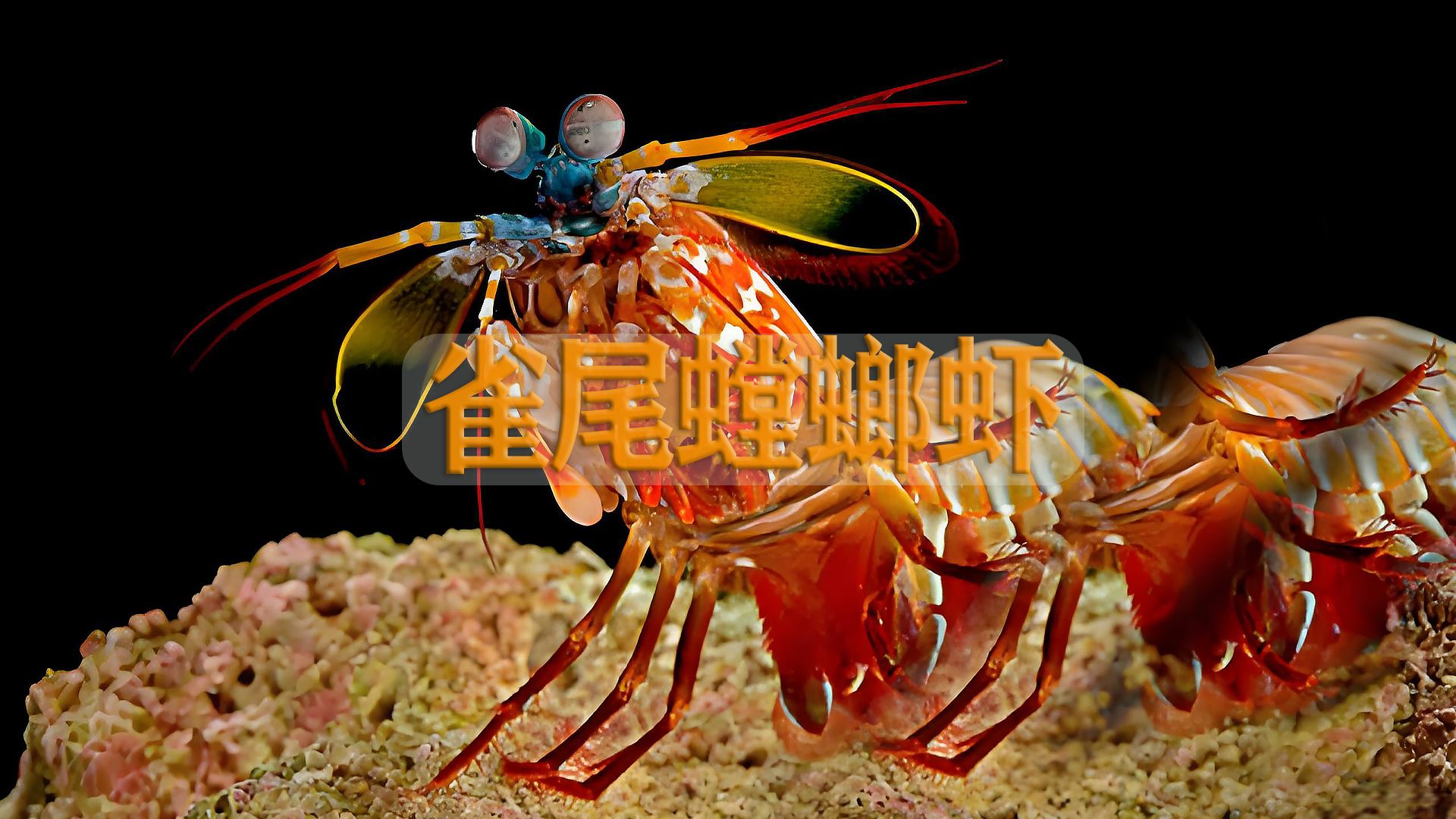 雀尾螳螂虾，海洋中的拳击手！