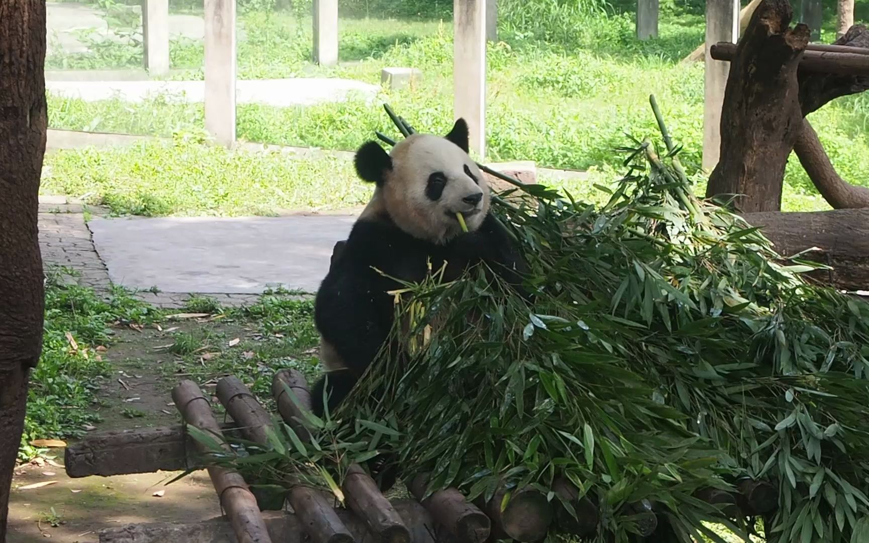 大熊猫二顺吃多了，背过身打嗝