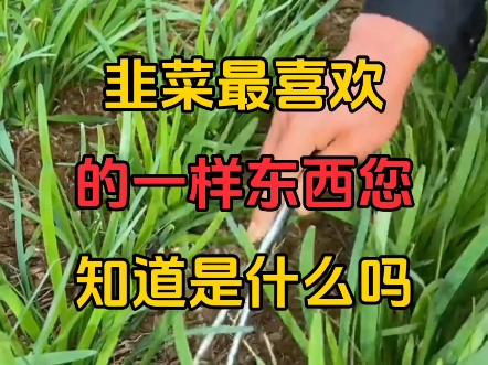 韭菜最喜欢的一样东西您知道是什么吗