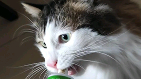 15f207b7c24bfaa9b3b9273b6b749e210484c8e5.png@280w_158h_1c_100q.jpg