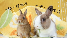 15f4d77a0747b0dd8cde80276055843801abd45a.jpg@280w_158h_1c_100q.jpg
