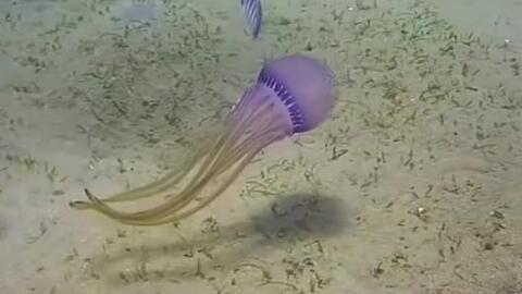 海龟吃水母嘛 15ff4d17346329603fdd4a3e793be88d259d01d5.jpg@480w_270h_1c